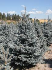 Bacheri Colorado Spruce